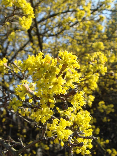 Cornus officinalis fleur